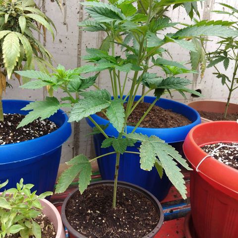 Cookies USA growlog timeline photo