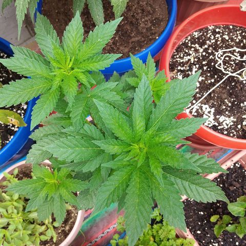 Cookies USA growlog timeline photo