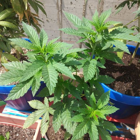 Cookies USA growlog timeline photo