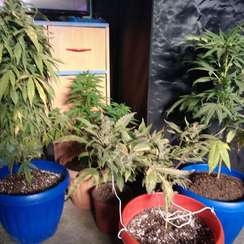 Cookies USA growlog timeline photo