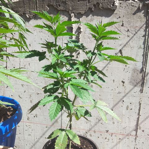 Cookies USA growlog timeline photo
