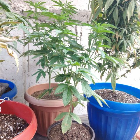 Cookies USA growlog timeline photo