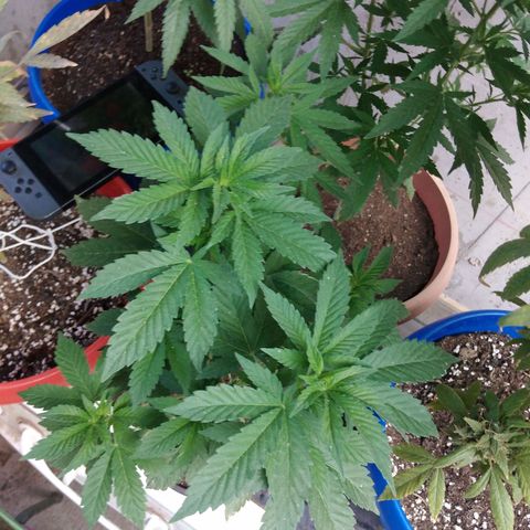 Cookies USA growlog timeline photo