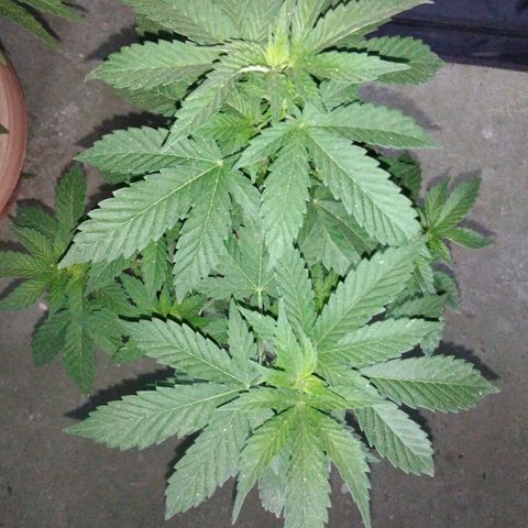 Cookies USA growlog timeline photo
