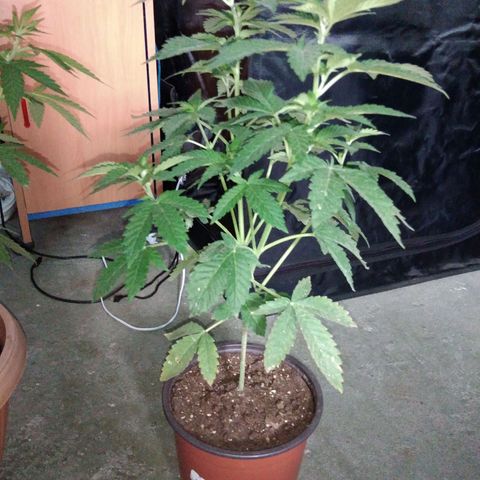 Cookies USA growlog timeline photo