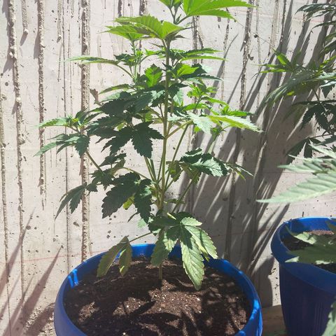Cookies USA growlog timeline photo