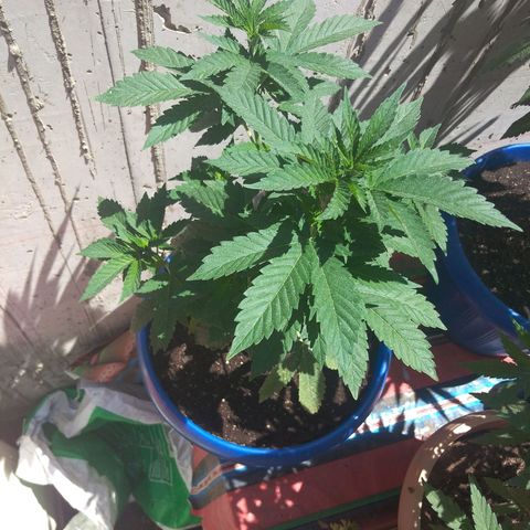 Cookies USA growlog timeline photo