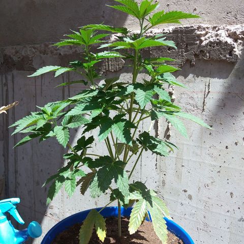 Cookies USA growlog timeline photo