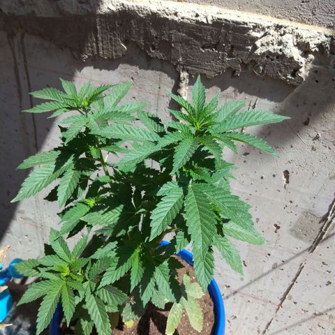 Cookies USA growlog timeline photo