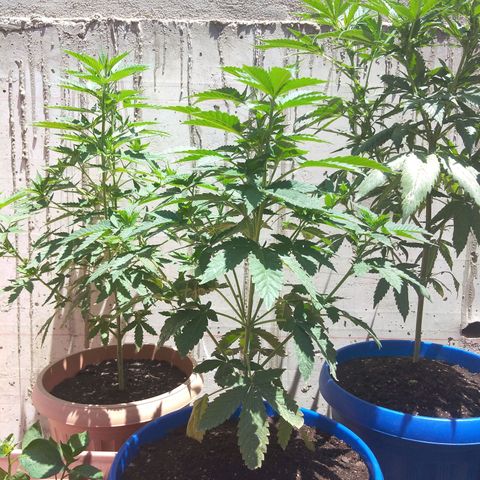 Cookies USA growlog timeline photo