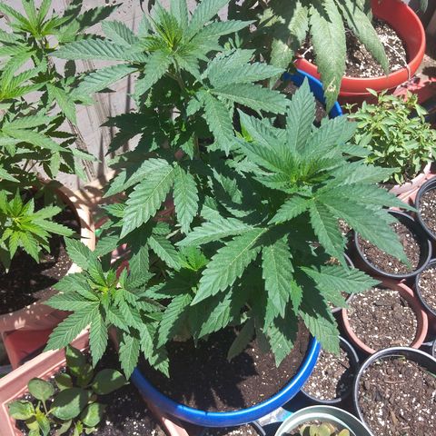 Cookies USA growlog timeline photo