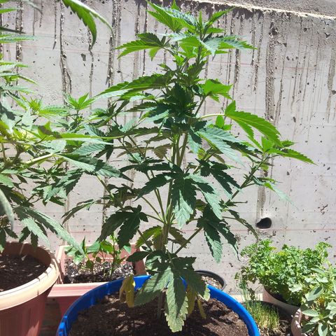 Cookies USA growlog timeline photo