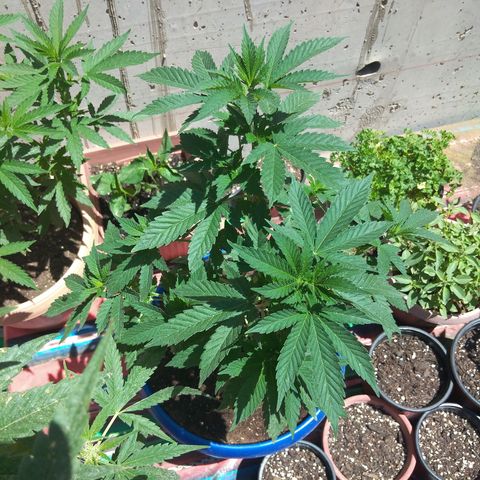 Cookies USA growlog timeline photo