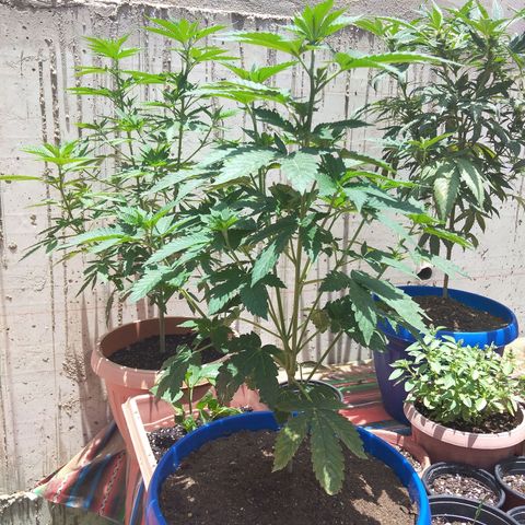 Cookies USA growlog timeline photo