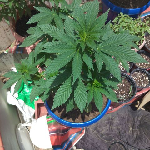 Cookies USA growlog timeline photo