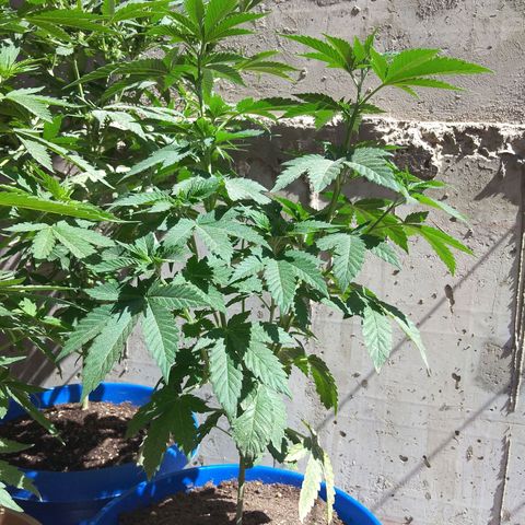 Cookies USA growlog timeline photo