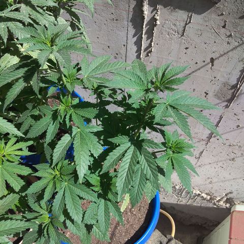 Cookies USA growlog timeline photo