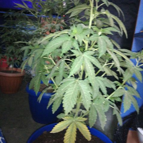 Cookies USA growlog timeline photo