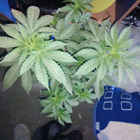 Cookies USA growlog timeline photo