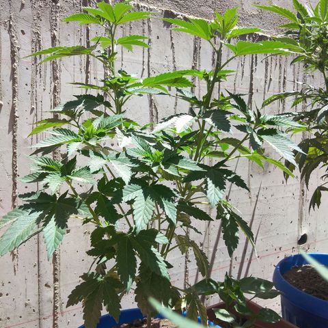 Cookies USA growlog timeline photo