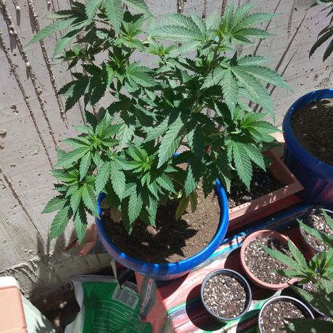 Cookies USA growlog timeline photo