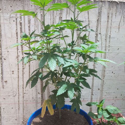 Cookies USA growlog timeline photo