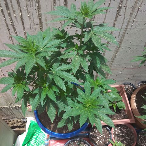 Cookies USA growlog timeline photo