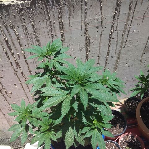 Cookies USA growlog timeline photo