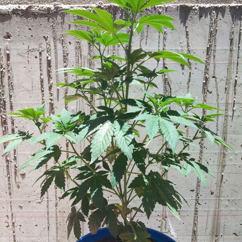 Cookies USA growlog timeline photo