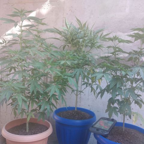 Cookies USA growlog timeline photo