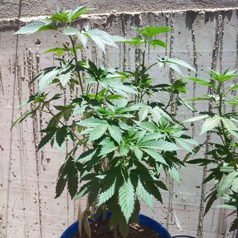 Cookies USA growlog timeline photo
