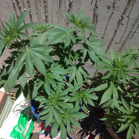 Cookies USA growlog timeline photo
