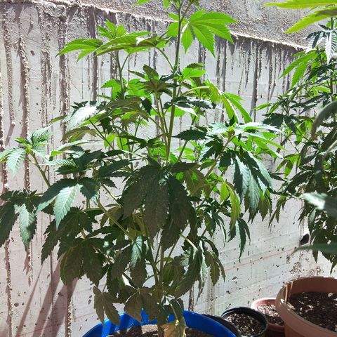 Cookies USA growlog timeline photo