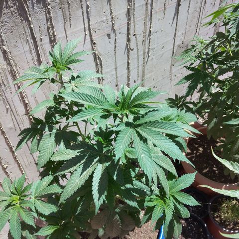 Cookies USA growlog timeline photo