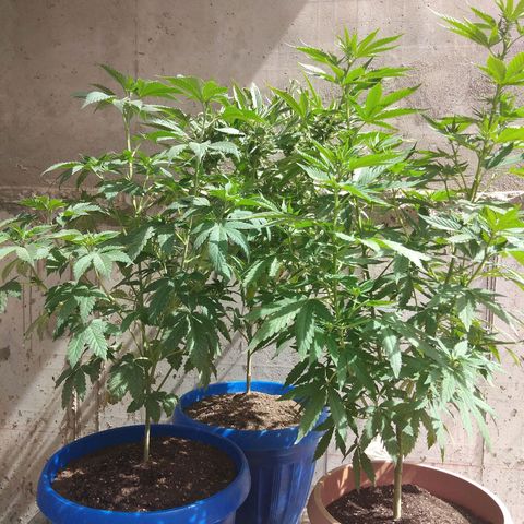 Cookies USA growlog timeline photo