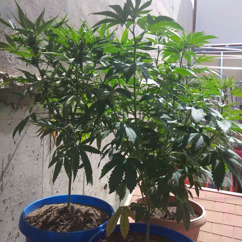 Cookies USA growlog timeline photo