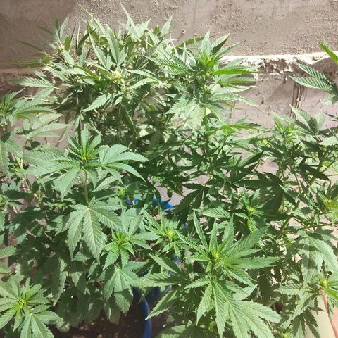 Cookies USA growlog timeline photo