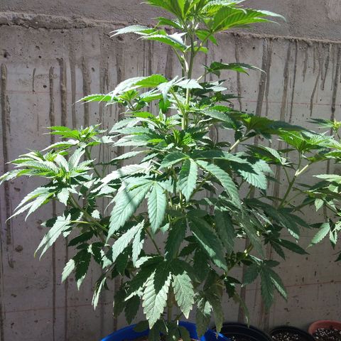 Cookies USA growlog timeline photo
