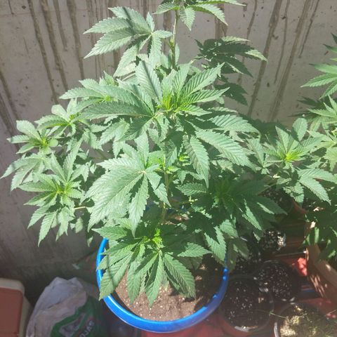Cookies USA growlog timeline photo