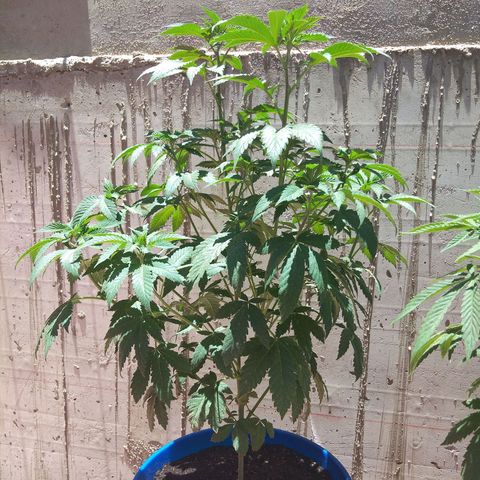 Cookies USA growlog timeline photo