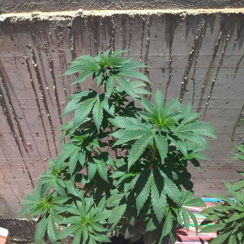 Cookies USA growlog timeline photo