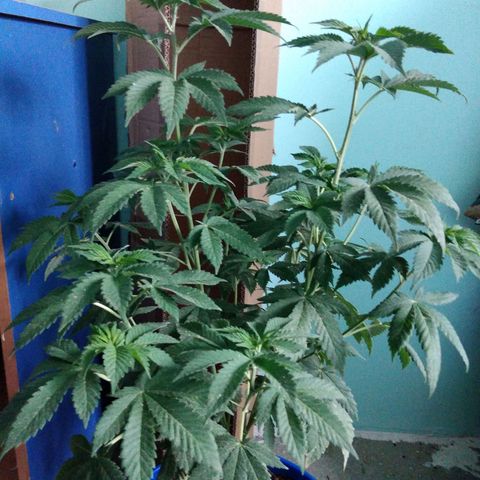 Cookies USA growlog timeline photo