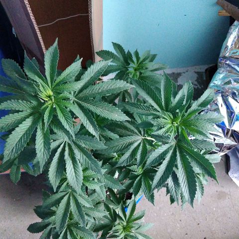 Cookies USA growlog timeline photo