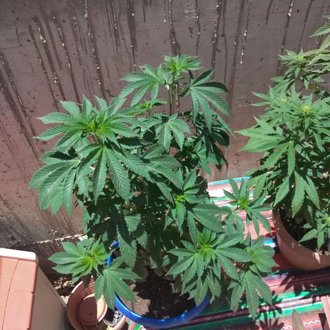 Cookies USA growlog timeline photo