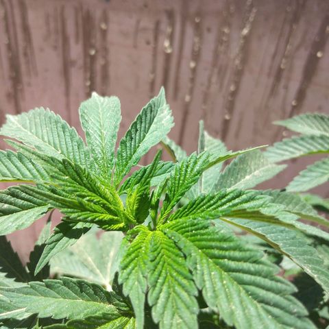 Cookies USA growlog timeline photo