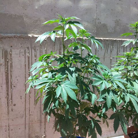 Cookies USA growlog timeline photo