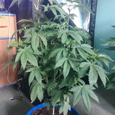 Cookies USA growlog timeline photo