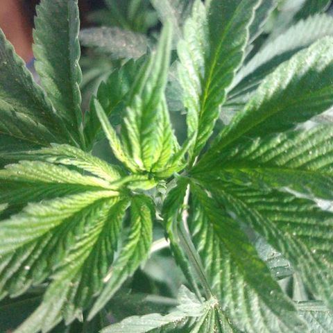 Cookies USA growlog timeline photo