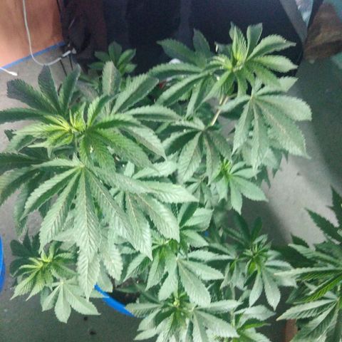 Cookies USA growlog timeline photo