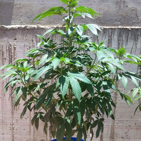 Cookies USA growlog timeline photo